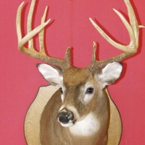 Meet your Posher, Timothy